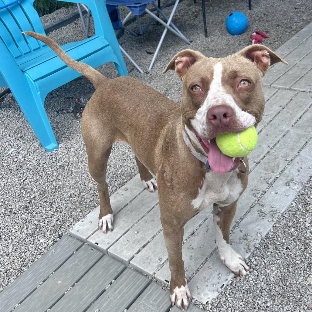 Enlarge Aspen, a Adoptable mixed breed in Newport, NC image 4/6