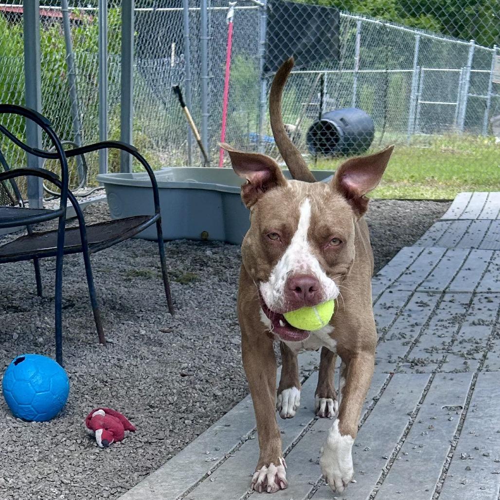 Enlarge Aspen, a Adoptable mixed breed in Newport, NC image 5/6