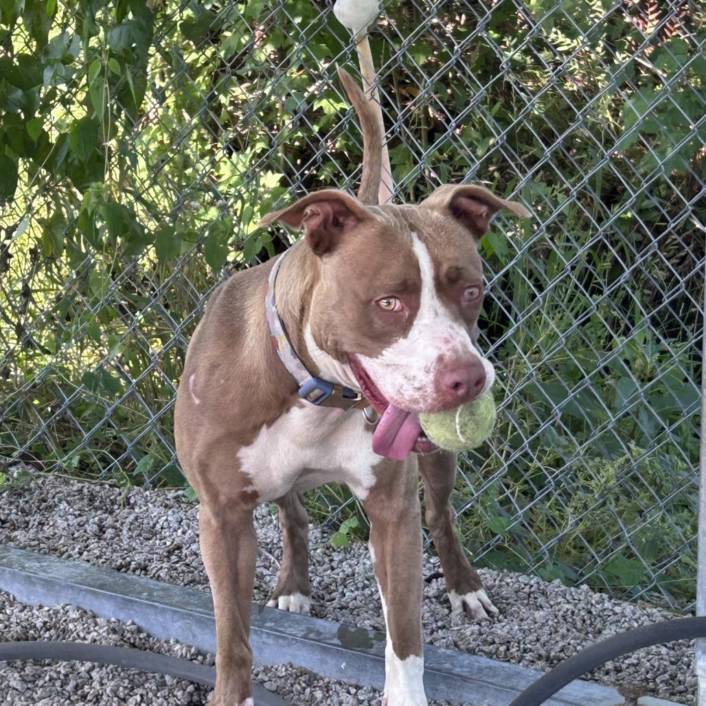 Enlarge Aspen, a Adoptable mixed breed in Newport, NC image 6/6