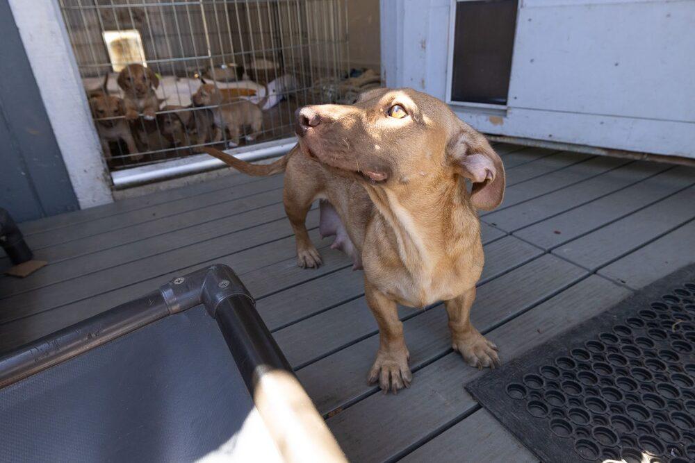 Sophie, Adoptable, Adult Female Dachshund.
