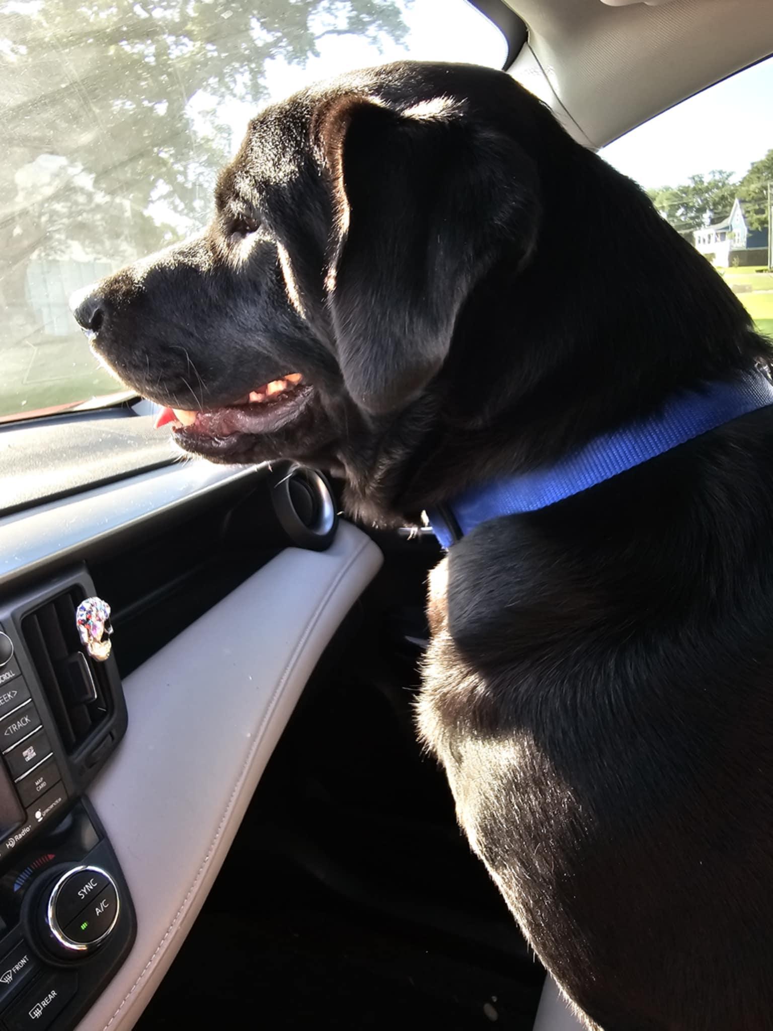 DANDAN, Adoptable, Adult Male Black Labrador Retriever.