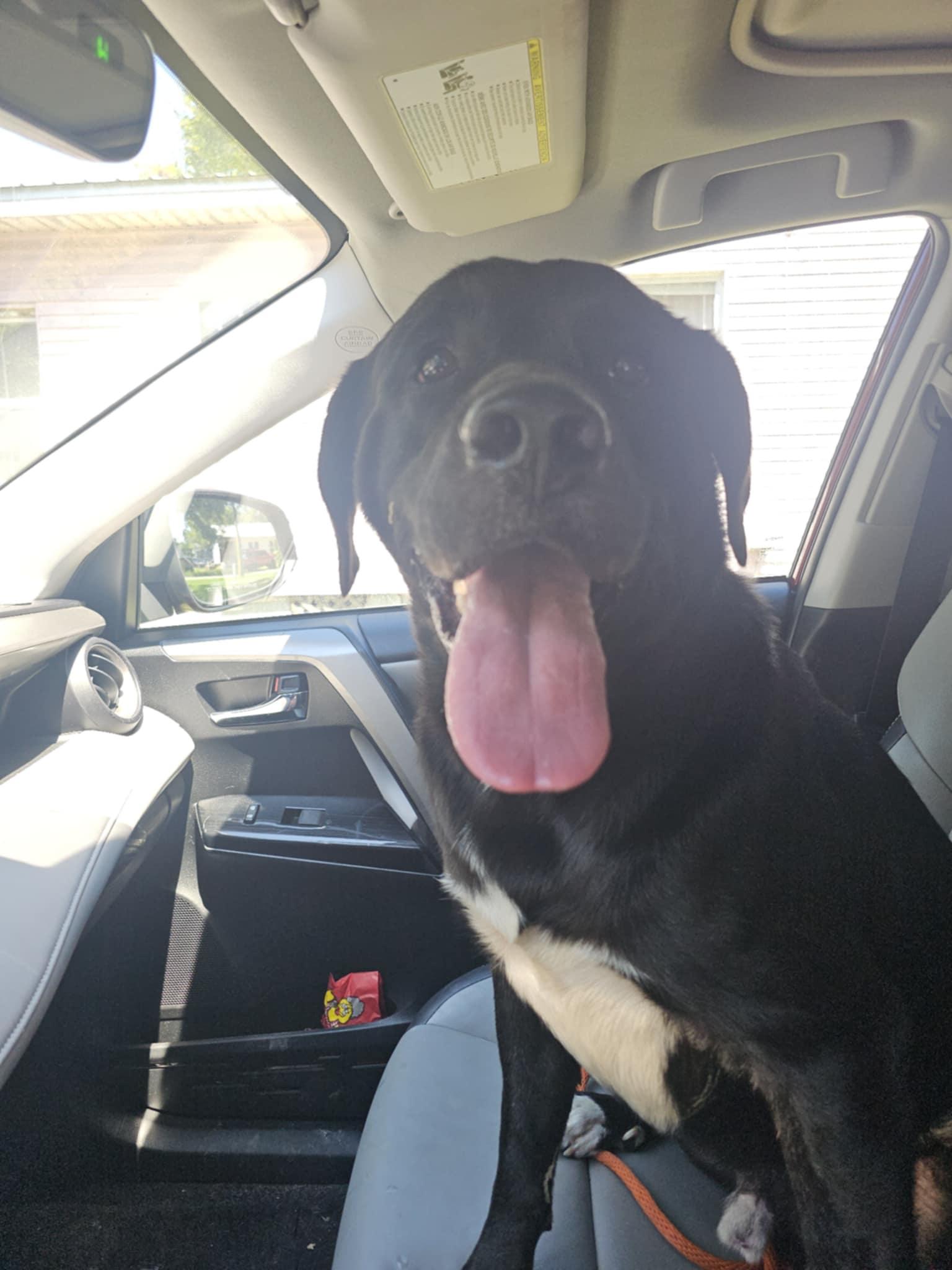 Enlarge DANDAN, a Adoptable mixed breed in Saucier, MS image 2/5