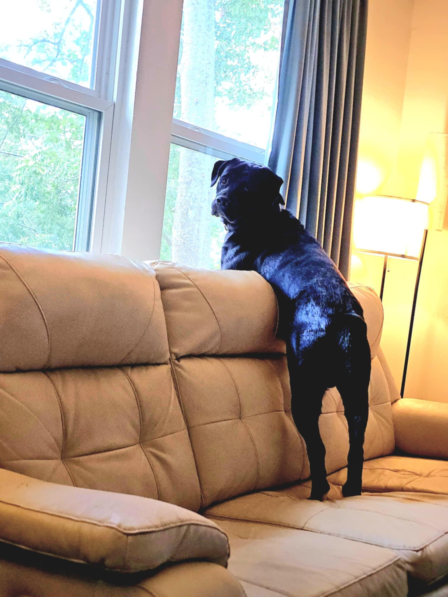 Enlarge DANDAN, a Adoptable mixed breed in Saucier, MS image 3/5