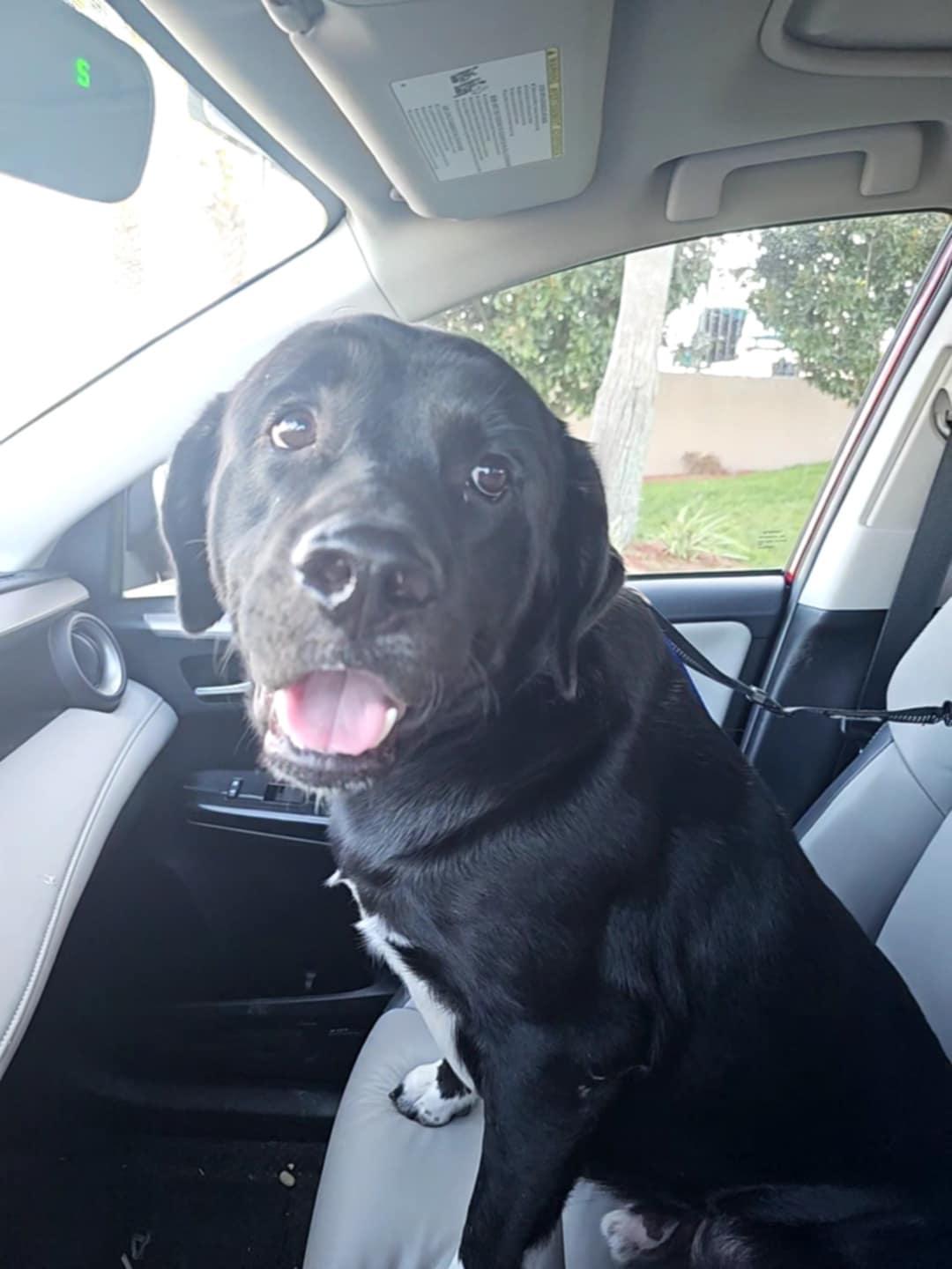 Enlarge DANDAN, a Adoptable mixed breed in Saucier, MS image 4/5