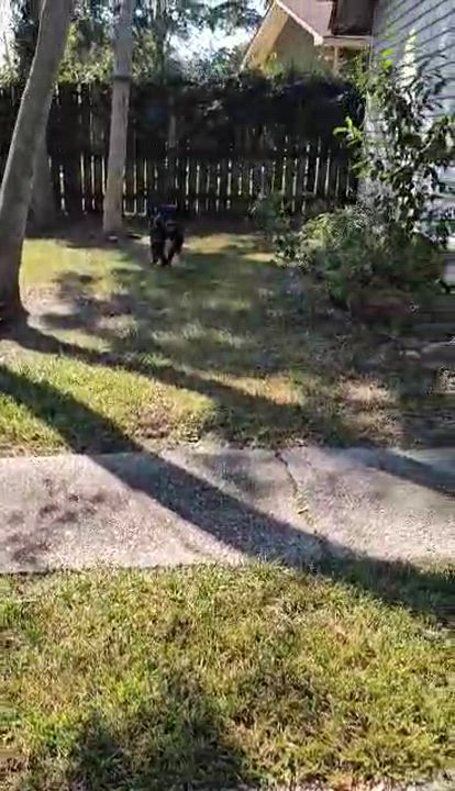 Enlarge DANDAN, a Adoptable mixed breed in Saucier, MS video 5/5