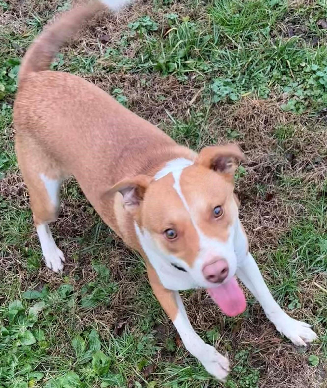 Enlarge Milo-Available 2/15! www.lhar.dog to apply! , an adoptable mixed breed in Frederick, MD image 3/5