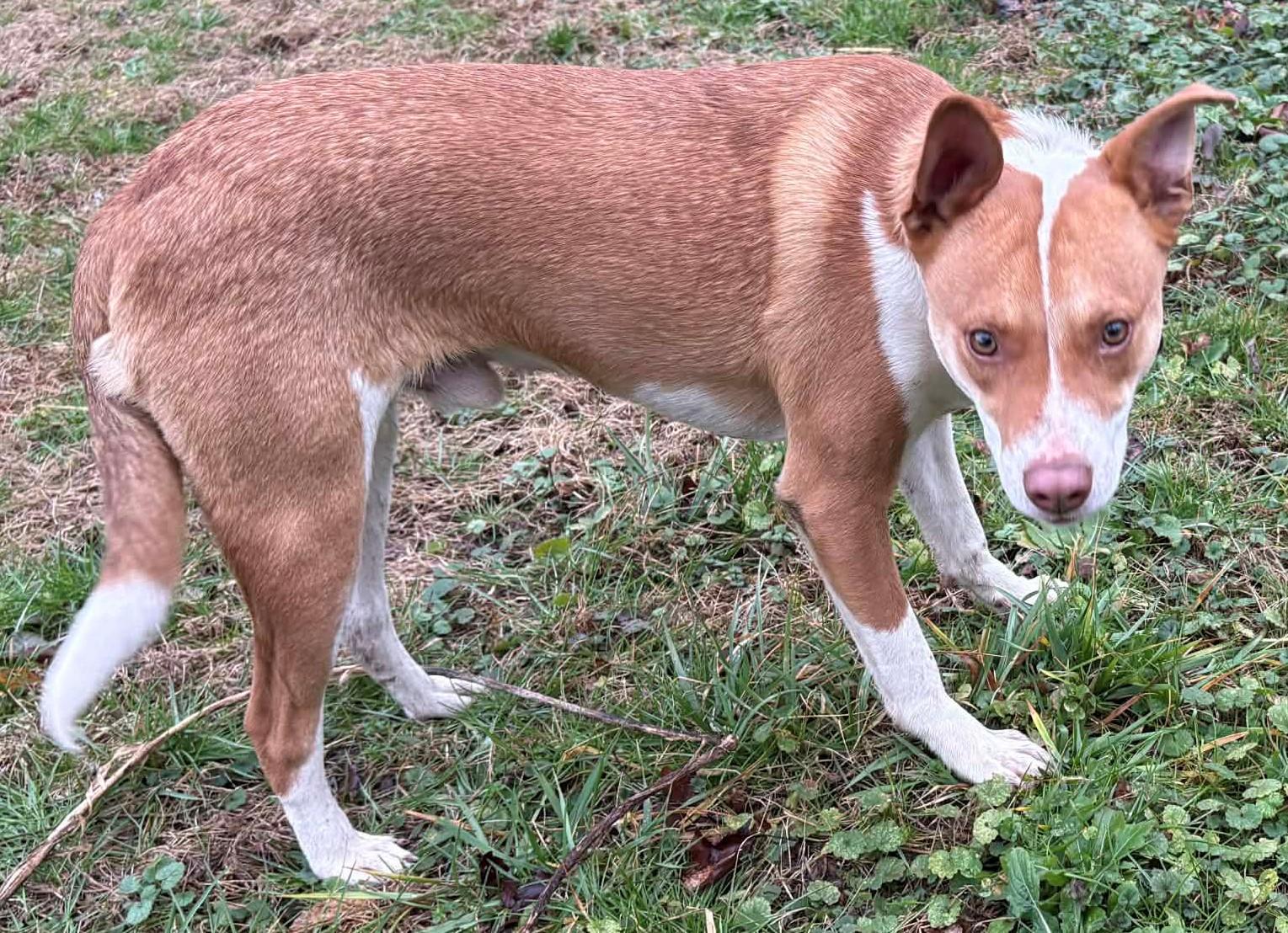 Enlarge Milo-Available 2/15! www.lhar.dog to apply! , an adoptable mixed breed in Frederick, MD image 5/5