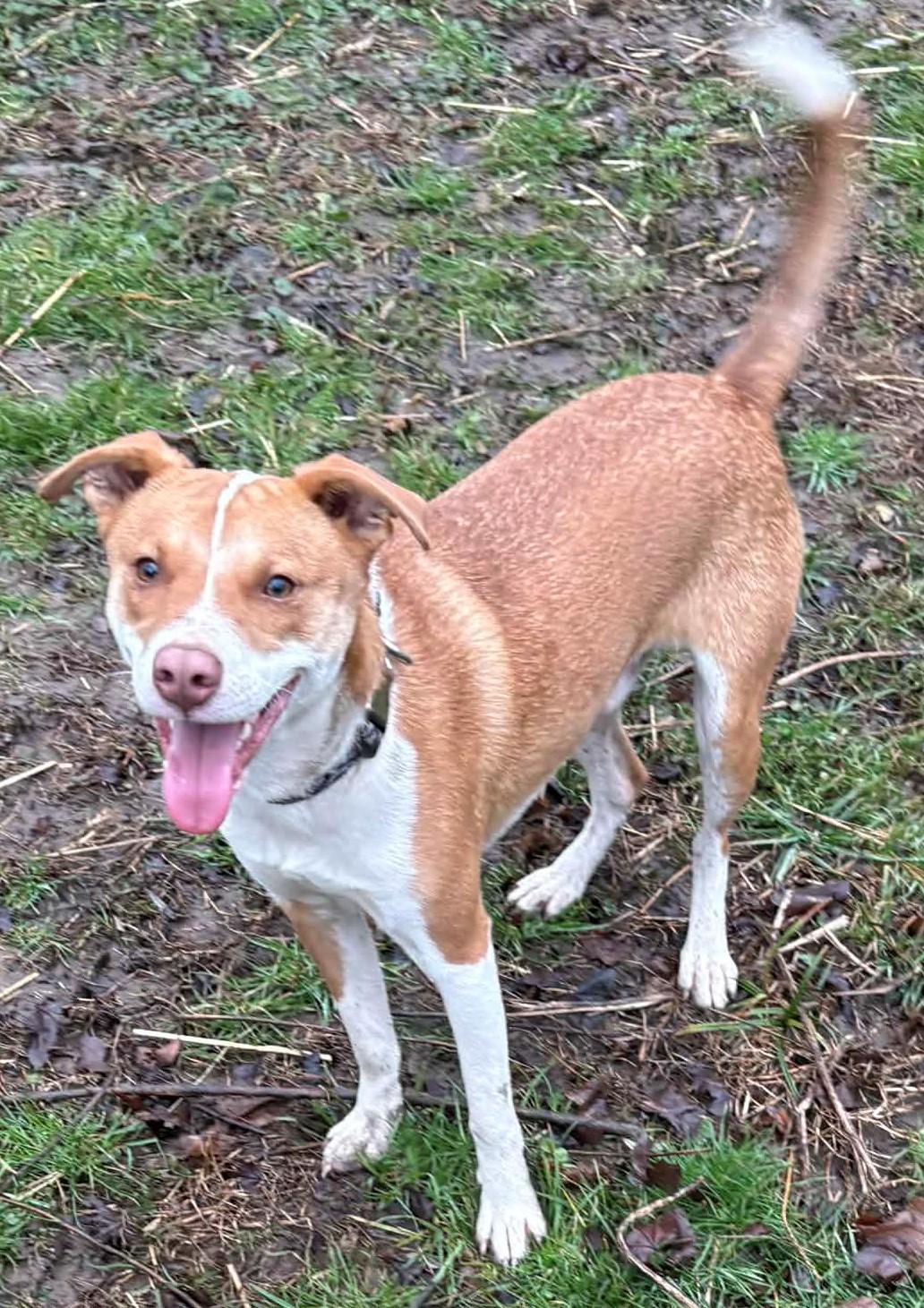 Enlarge Milo-Available 2/15! www.lhar.dog to apply! , an adoptable mixed breed in Frederick, MD image 2/5