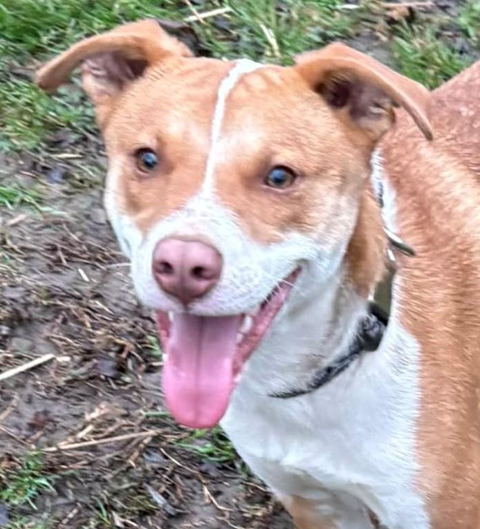 Enlarge Milo-Available 2/15! www.lhar.dog to apply! , an adoptable mixed breed in Frederick, MD image 1/5