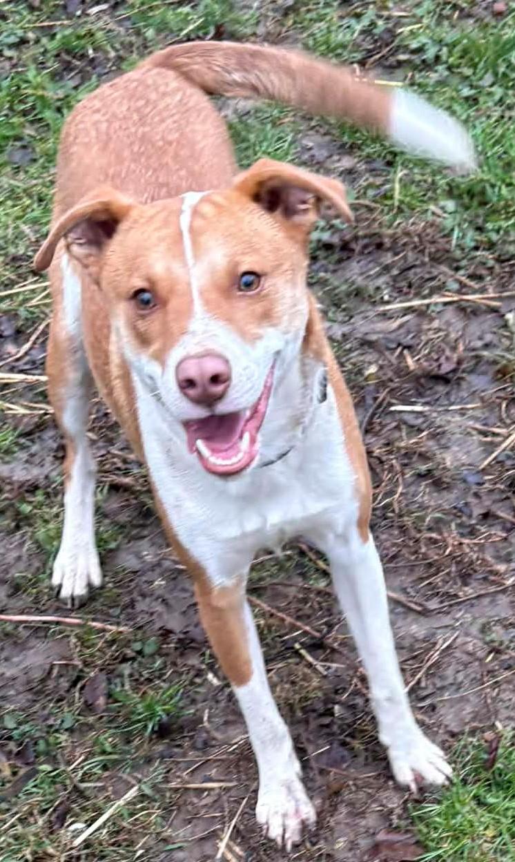 Enlarge Milo-Available 2/15! www.lhar.dog to apply! , an adoptable mixed breed in Frederick, MD image 4/5