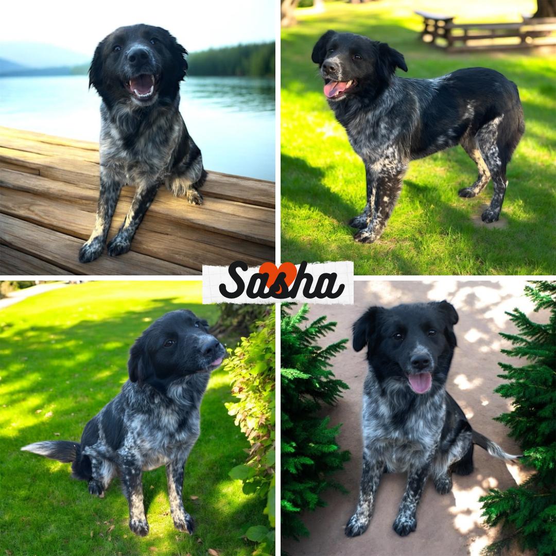 Enlarge Sasha, an adopted mixed breed in Albany, NY image 1/2