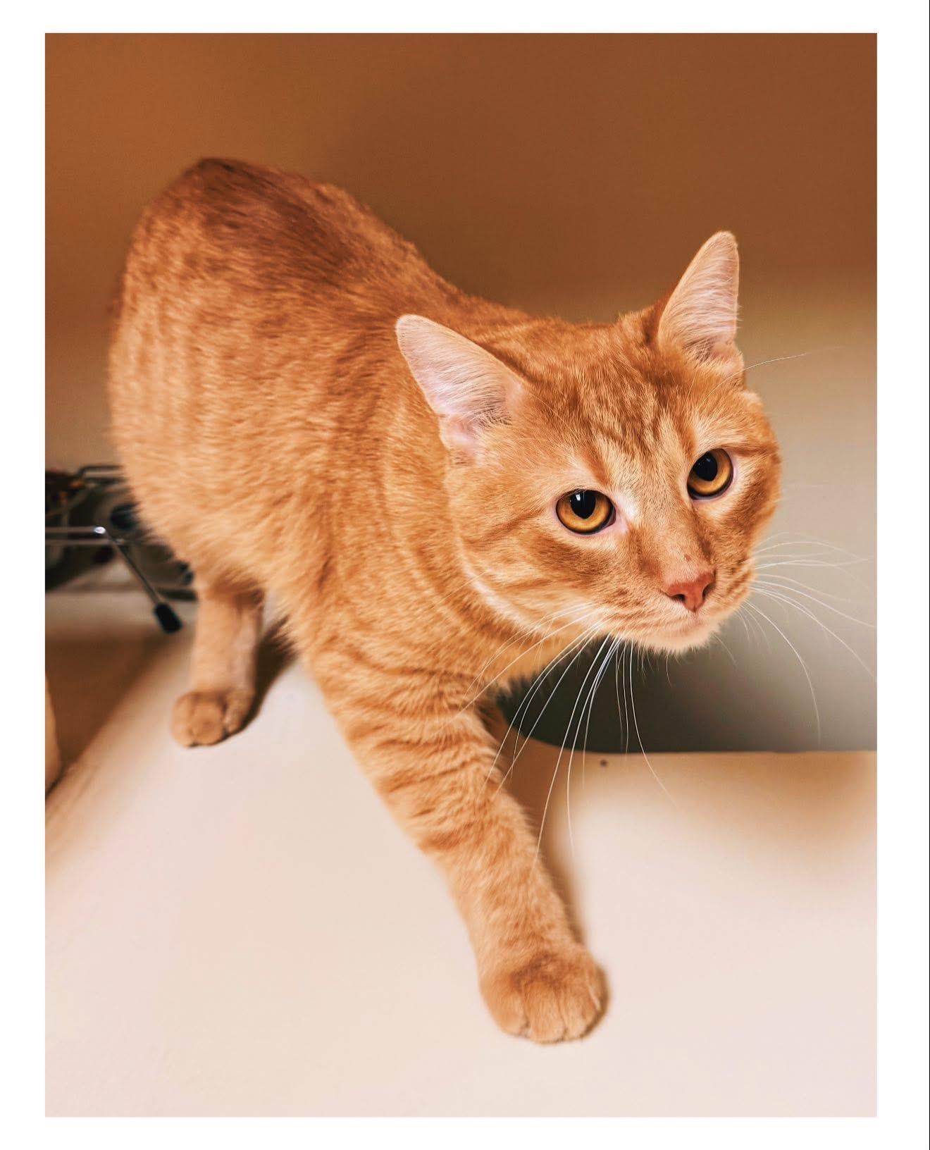 Enlarge McLaren, an adopted Domestic Short Hair in Hays, KS image 1/4