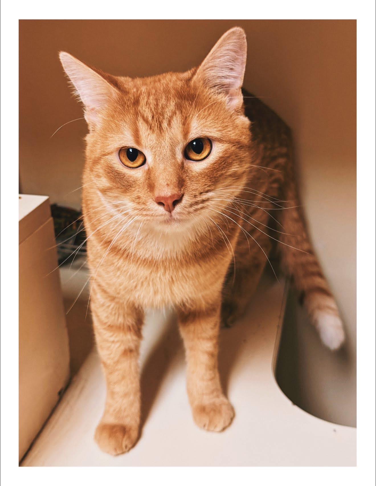 Enlarge McLaren, an adopted Domestic Short Hair in Hays, KS image 2/4