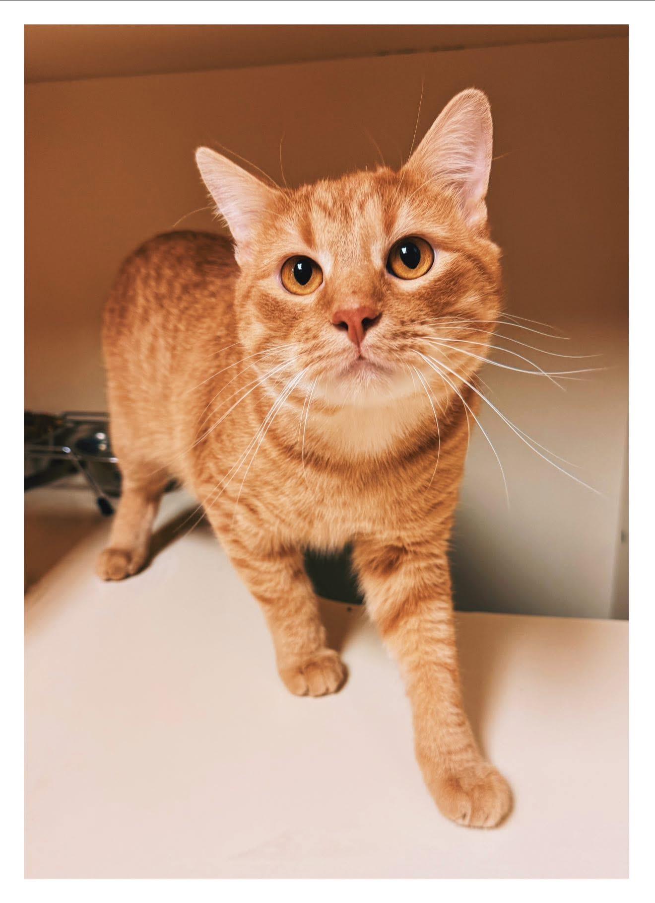 Enlarge McLaren, an adopted Domestic Short Hair in Hays, KS image 3/4