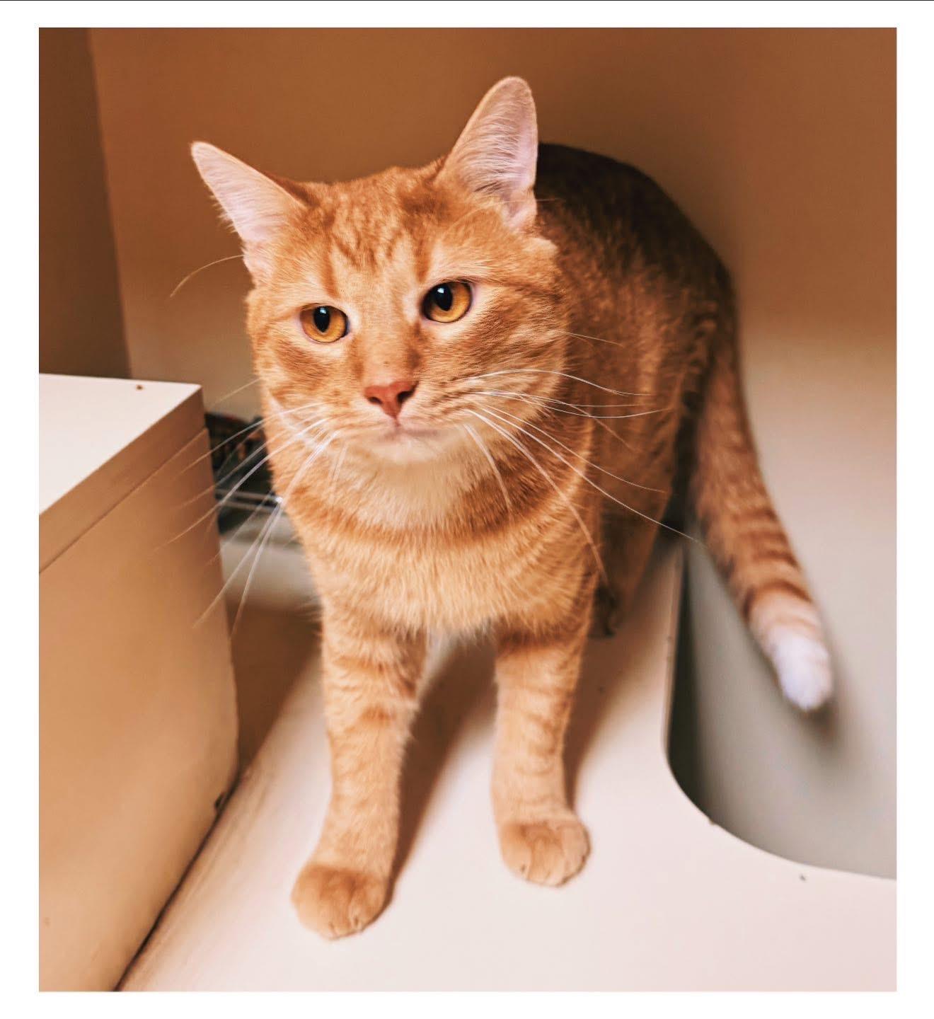 Enlarge McLaren, an adopted Domestic Short Hair in Hays, KS image 4/4