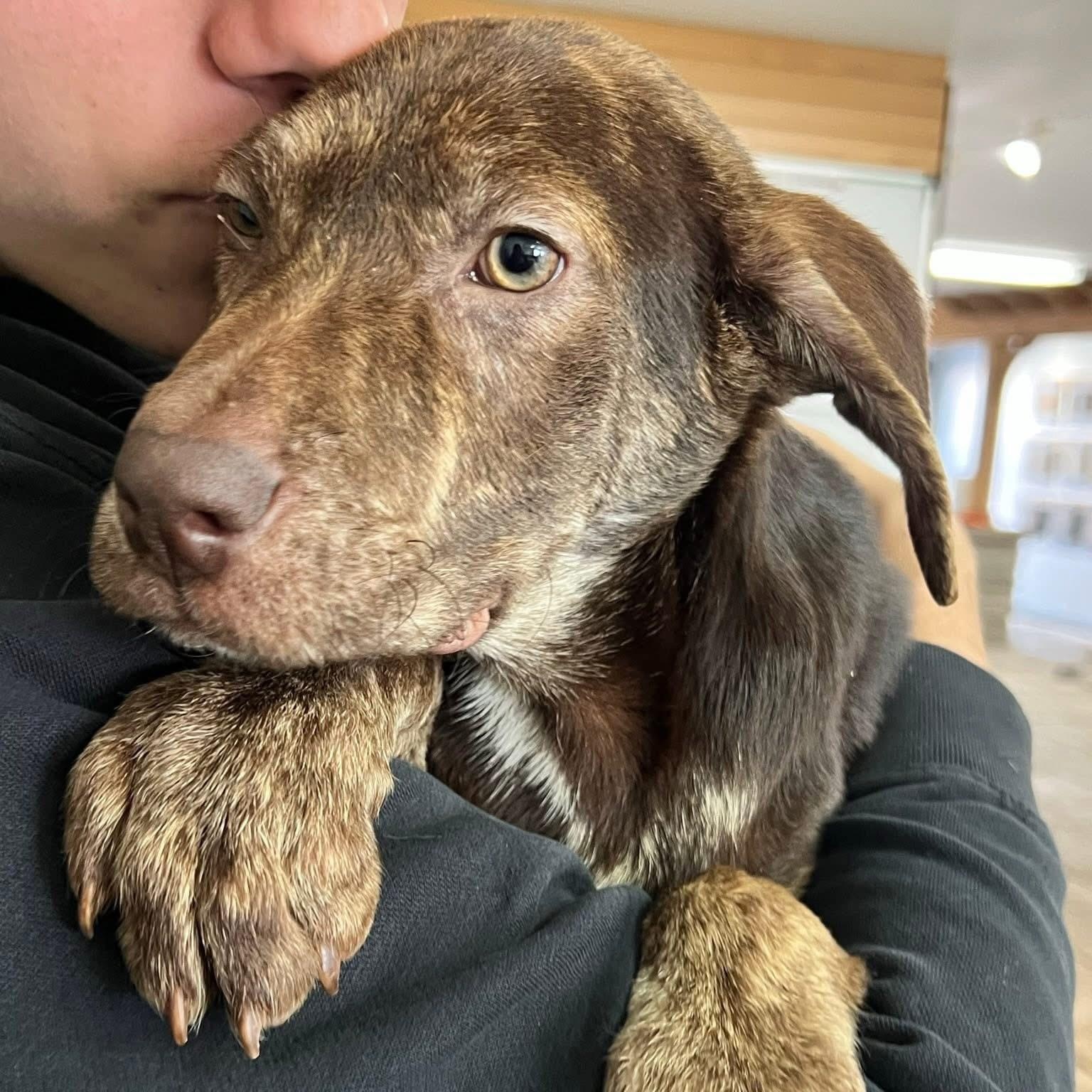 Enlarge Denver, a ADOPTABLE mixed breed in McHenry, IL image 2/4