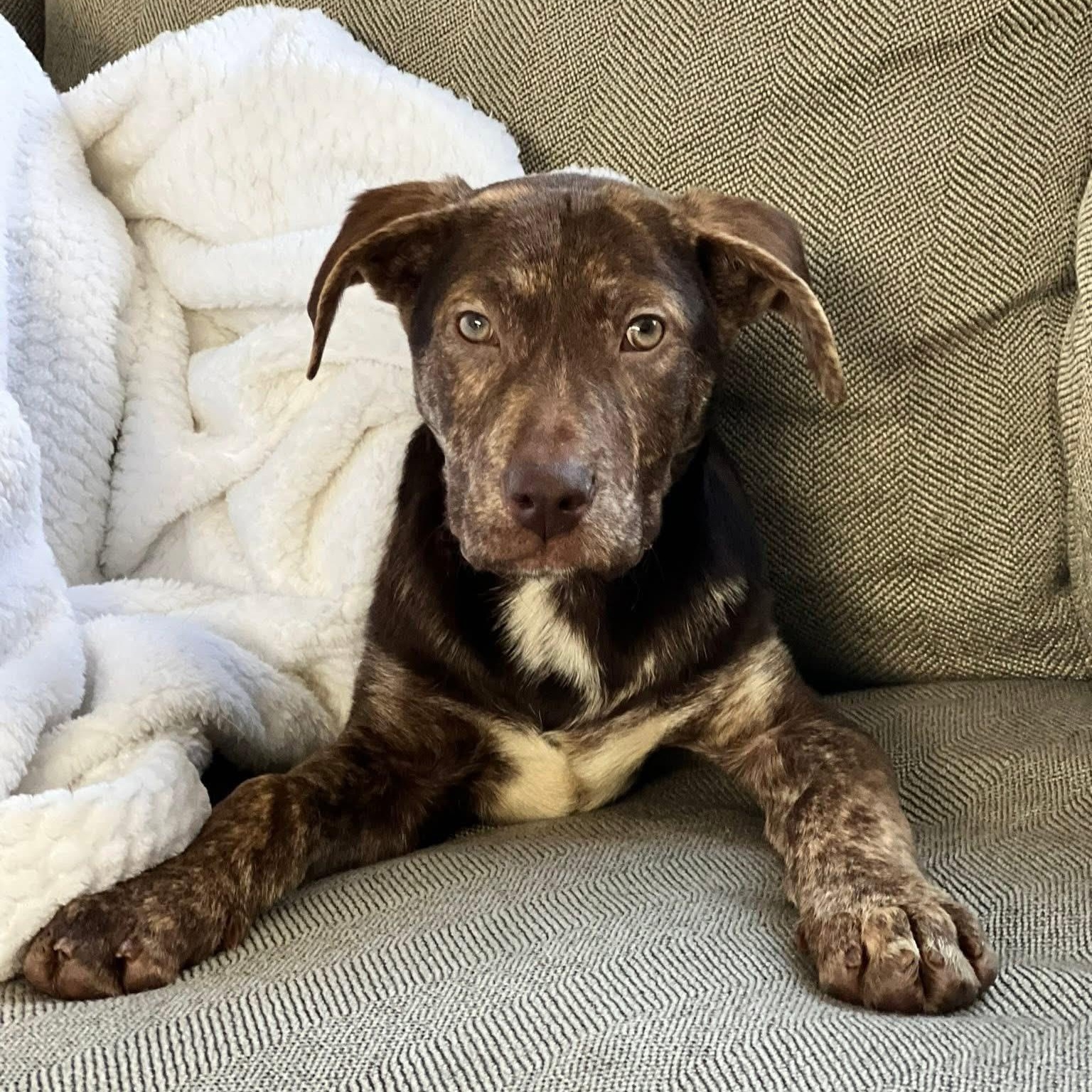 Enlarge Denver, a ADOPTABLE mixed breed in McHenry, IL image 1/4