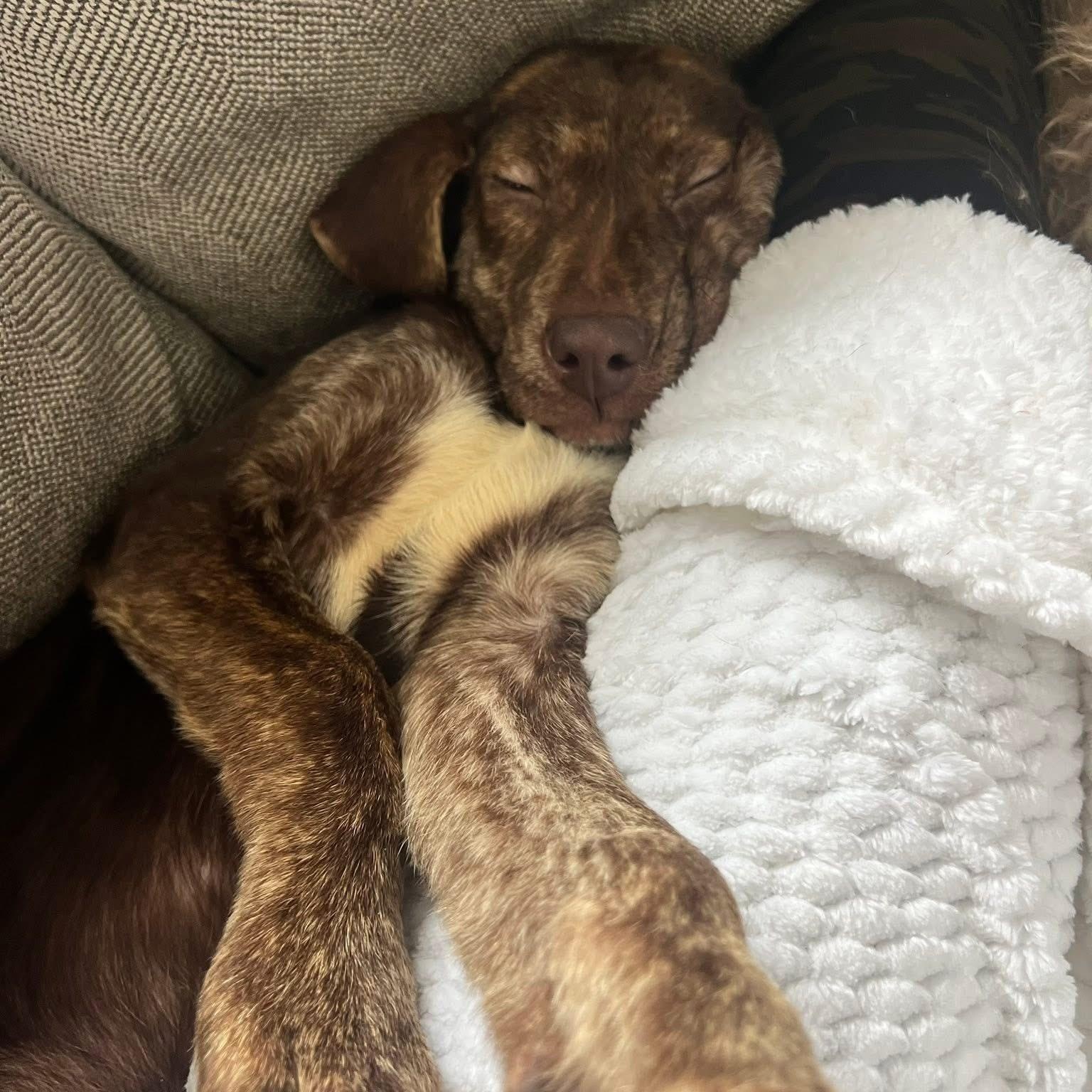 Enlarge Denver, a ADOPTABLE mixed breed in McHenry, IL image 3/4