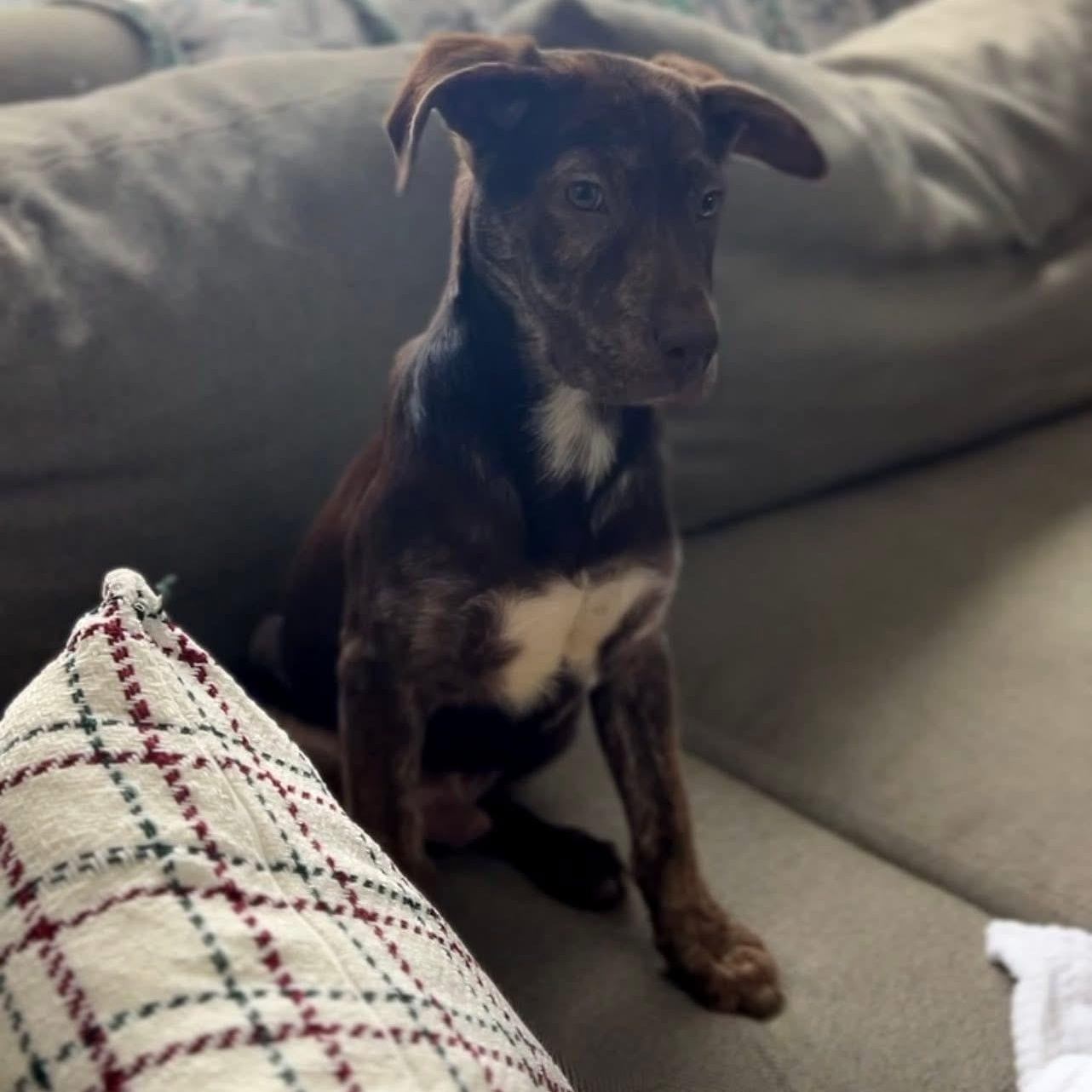 Enlarge Denver, a ADOPTABLE mixed breed in McHenry, IL image 4/4