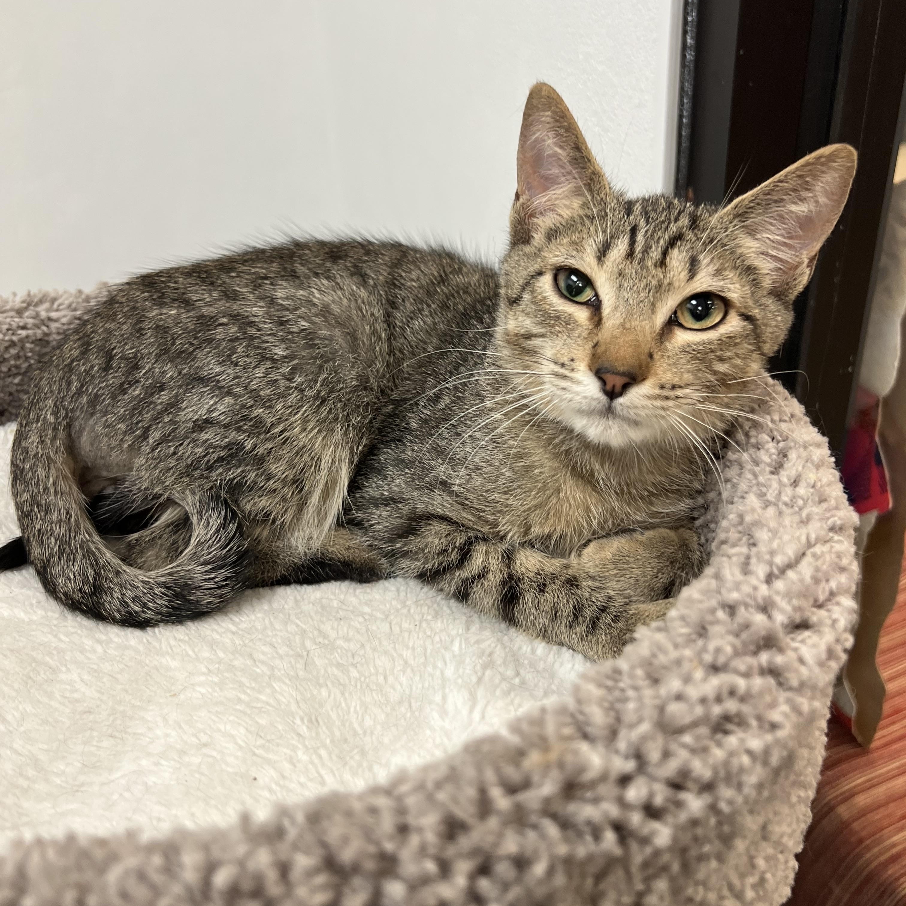 Enlarge Jaxon, a ADOPTABLE mixed breed in Bradenton, FL image 4/4