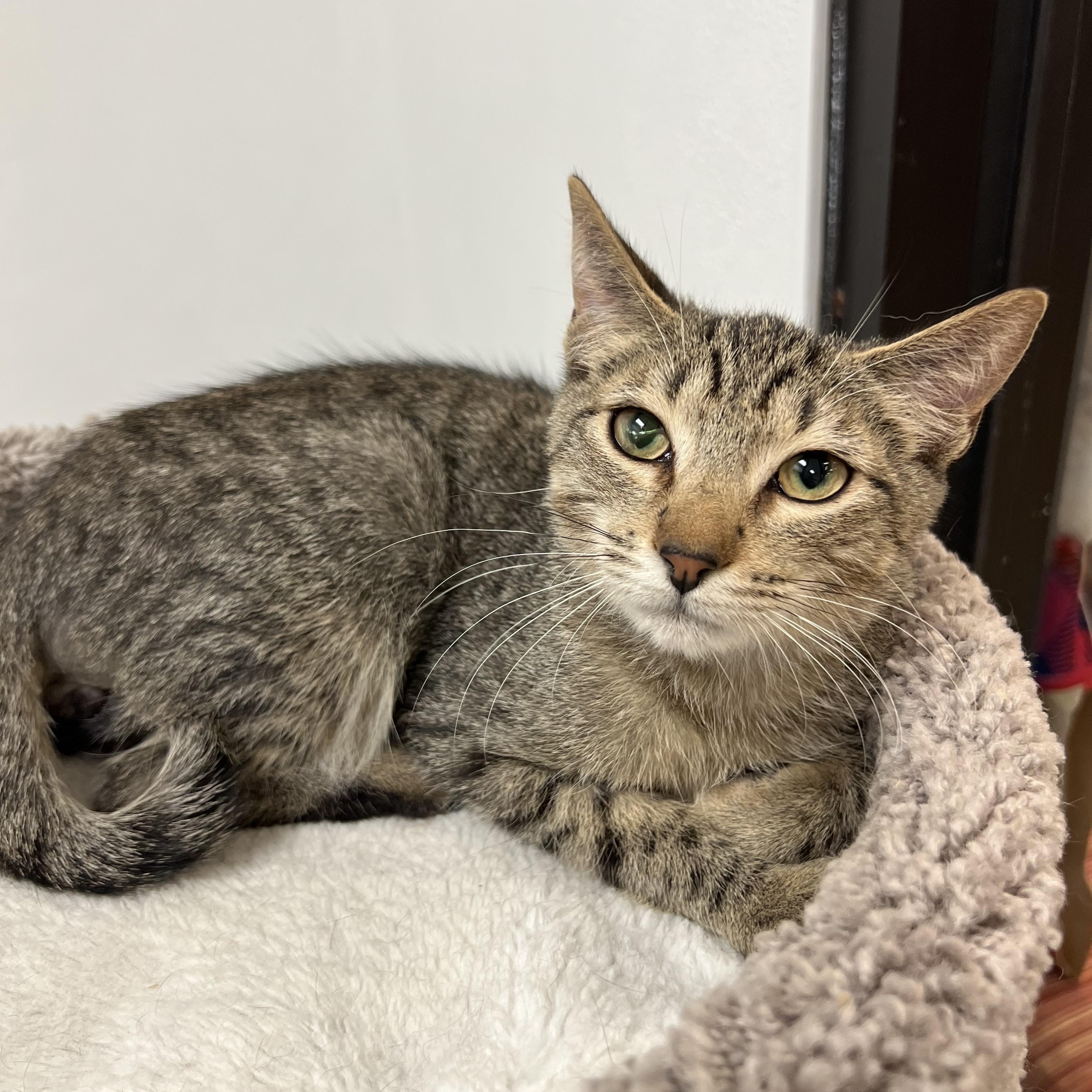 Enlarge Jaxon, a ADOPTABLE mixed breed in Bradenton, FL image 3/4