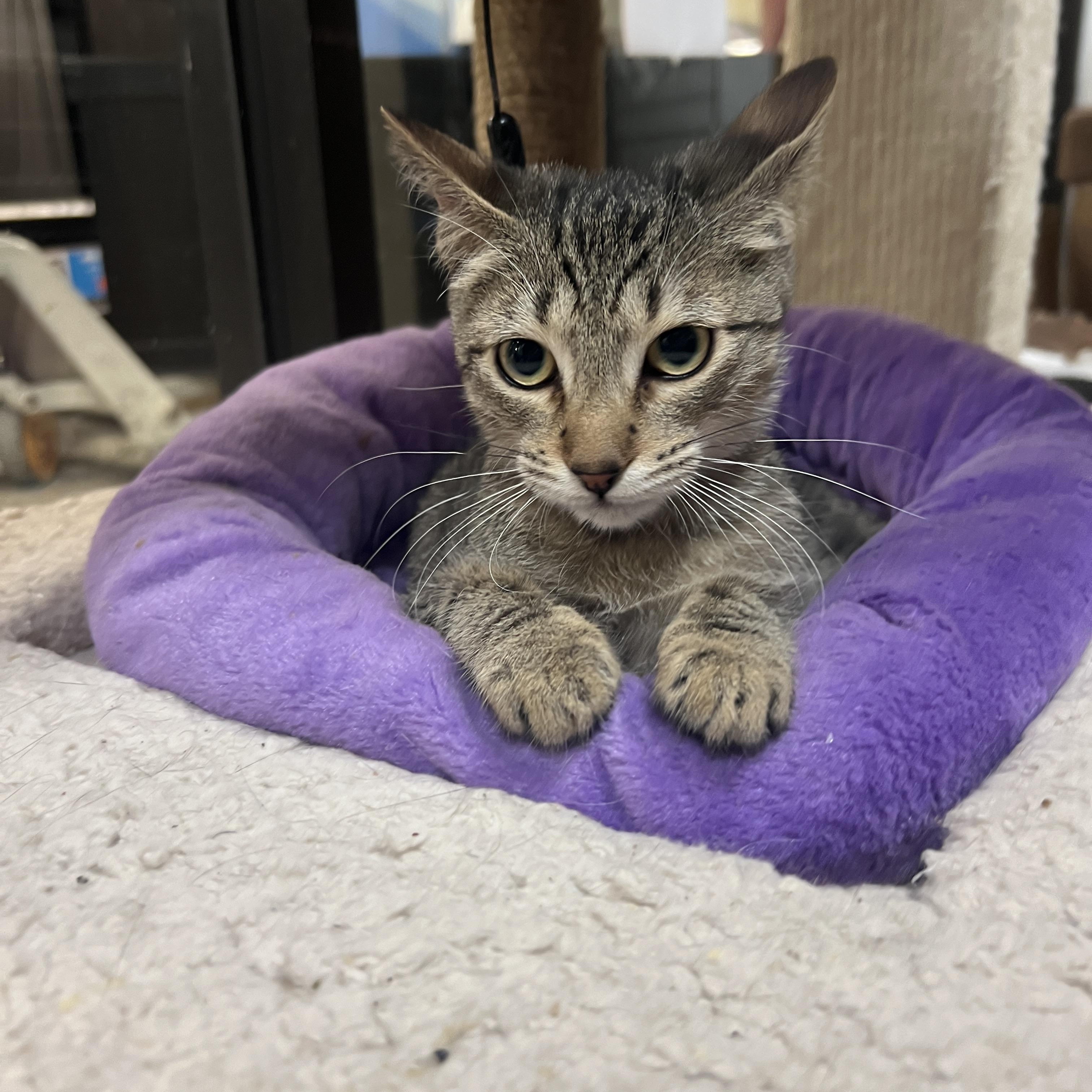 Jaxon, ADOPTABLE, Kitten Male Domestic Short Hair.