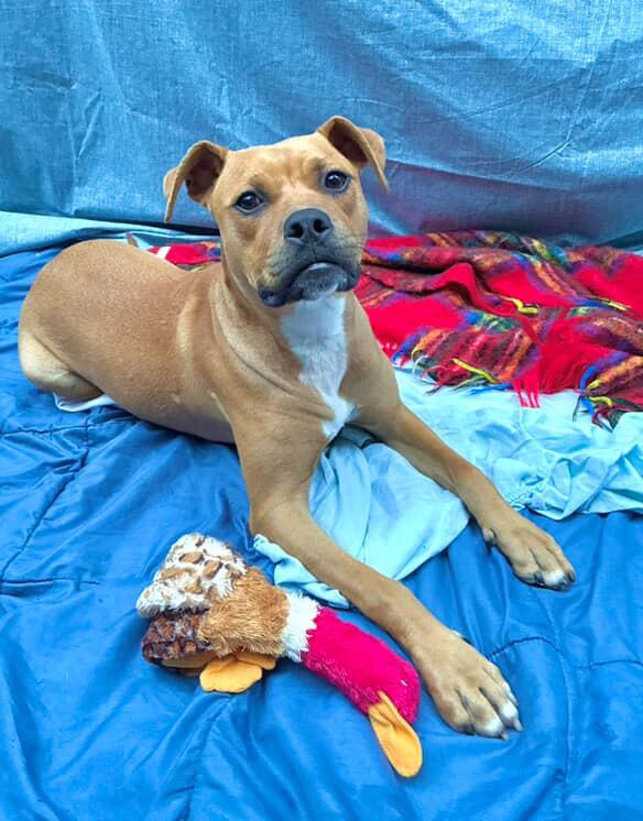 Eclectus, a Adoptable mixed breed in Brooklyn, NY image 3/4