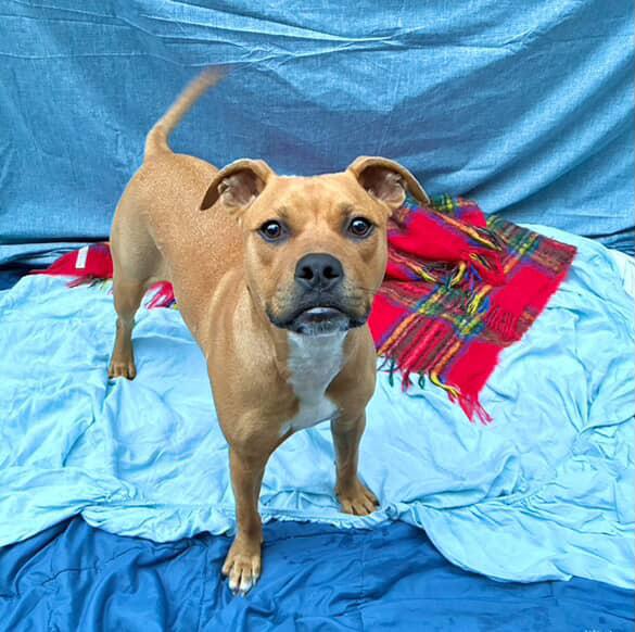 Eclectus, a Adoptable mixed breed in Brooklyn, NY image 4/4