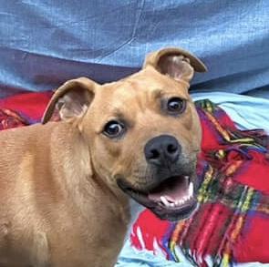 Eclectus, Adoptable, Young Female Pit Bull Terrier.