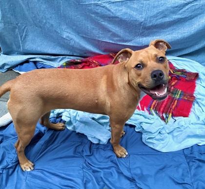 Eclectus, a Adoptable mixed breed in Brooklyn, NY image 2/4