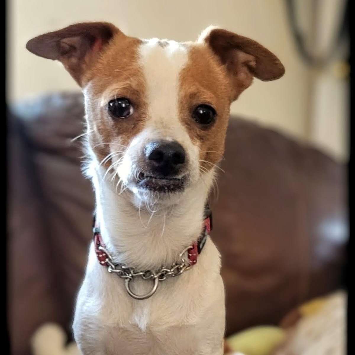 Charlie, an adopted mixed breed in Marysville, WA image 1/5