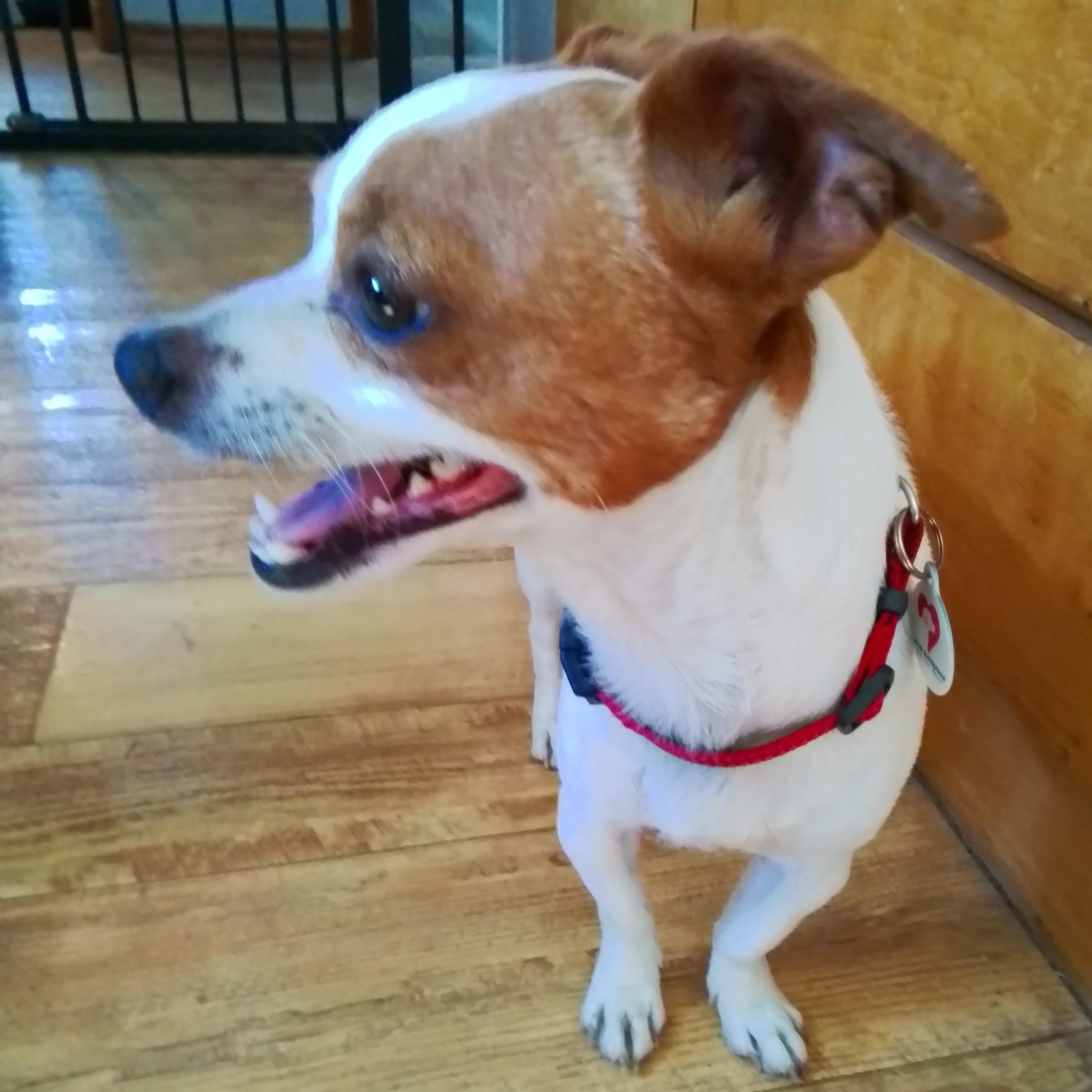 Charlie, an adopted mixed breed in Marysville, WA image 3/5