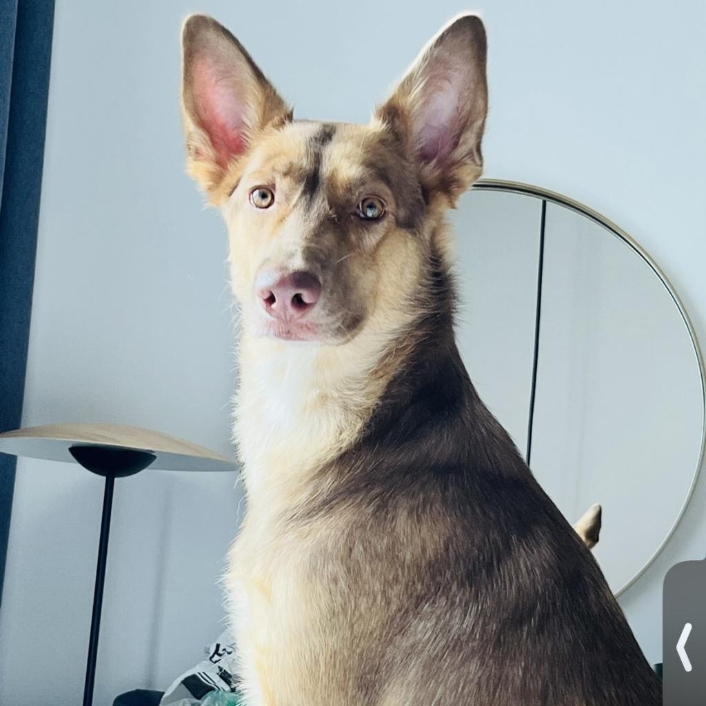 Darla — thumbnail 2