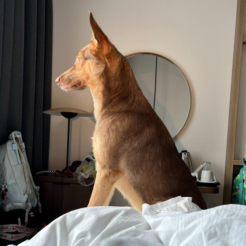 Darla — thumbnail 3