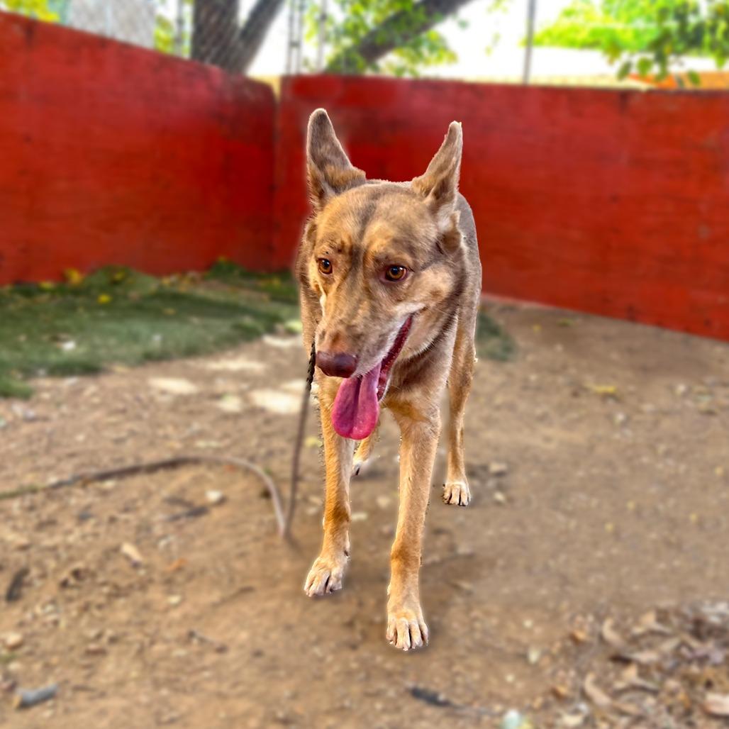 Darla — thumbnail 5