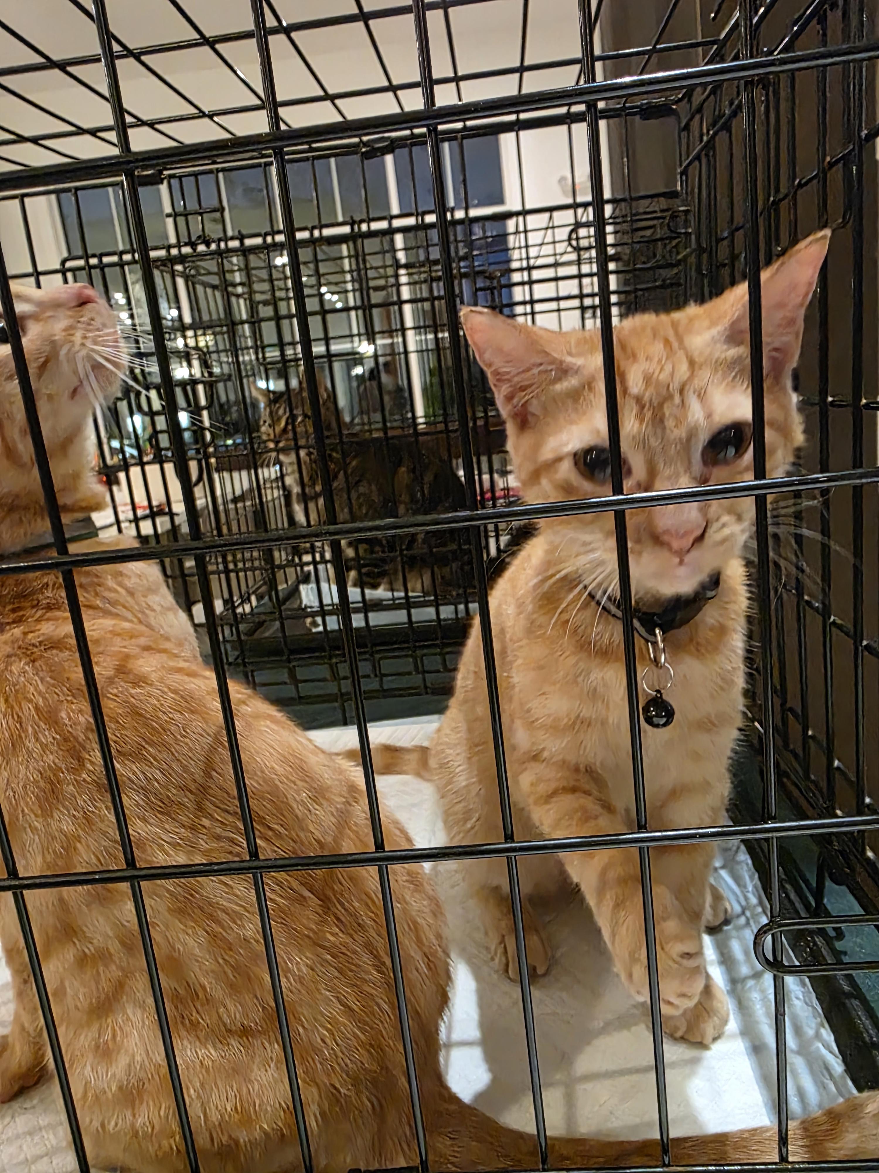 Darryl and Keyes, adopted, Kitten Male Tabby.