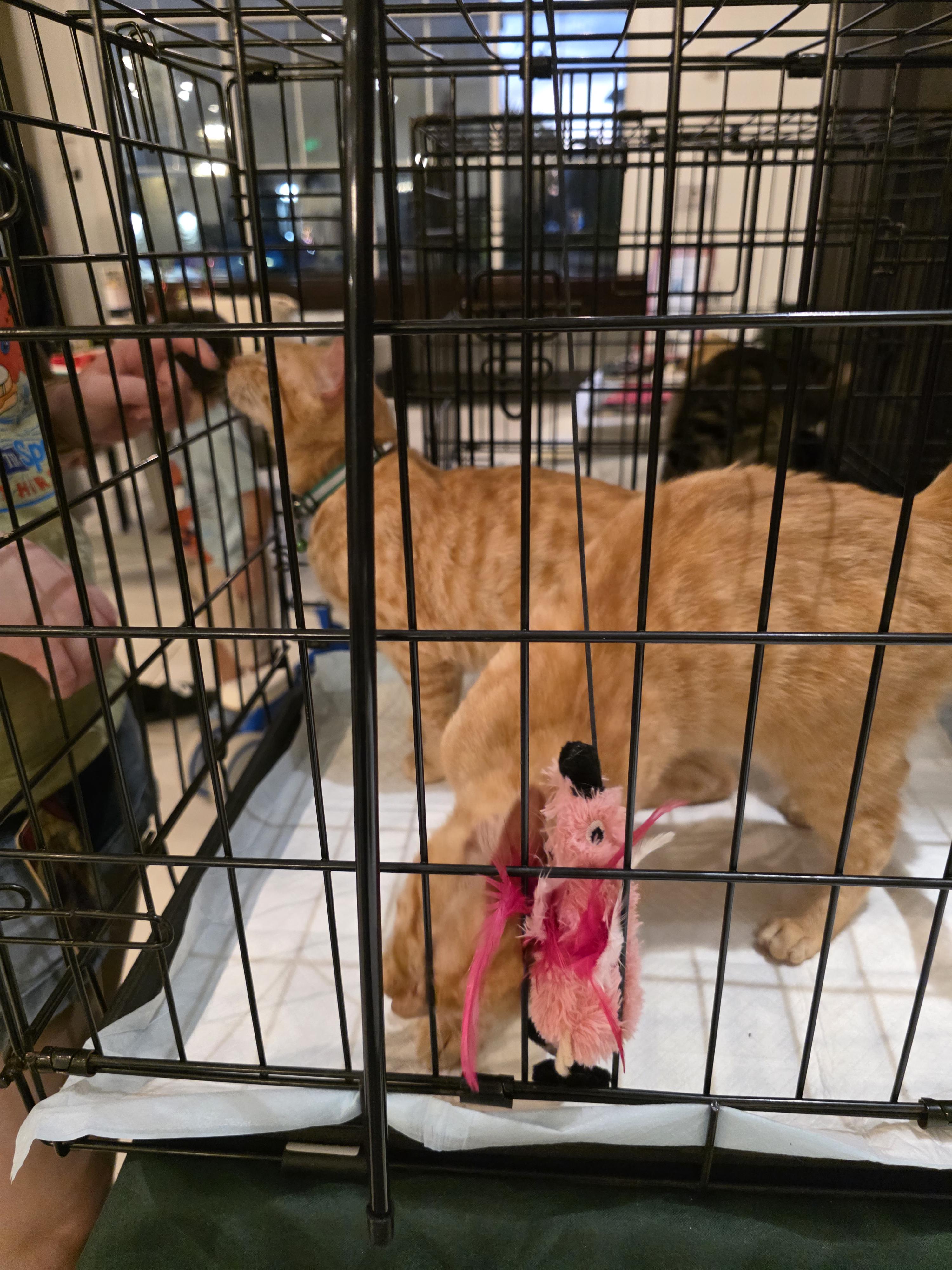 Darryl and Keyes, an adopted Tabby in Maitland, FL image 2/4