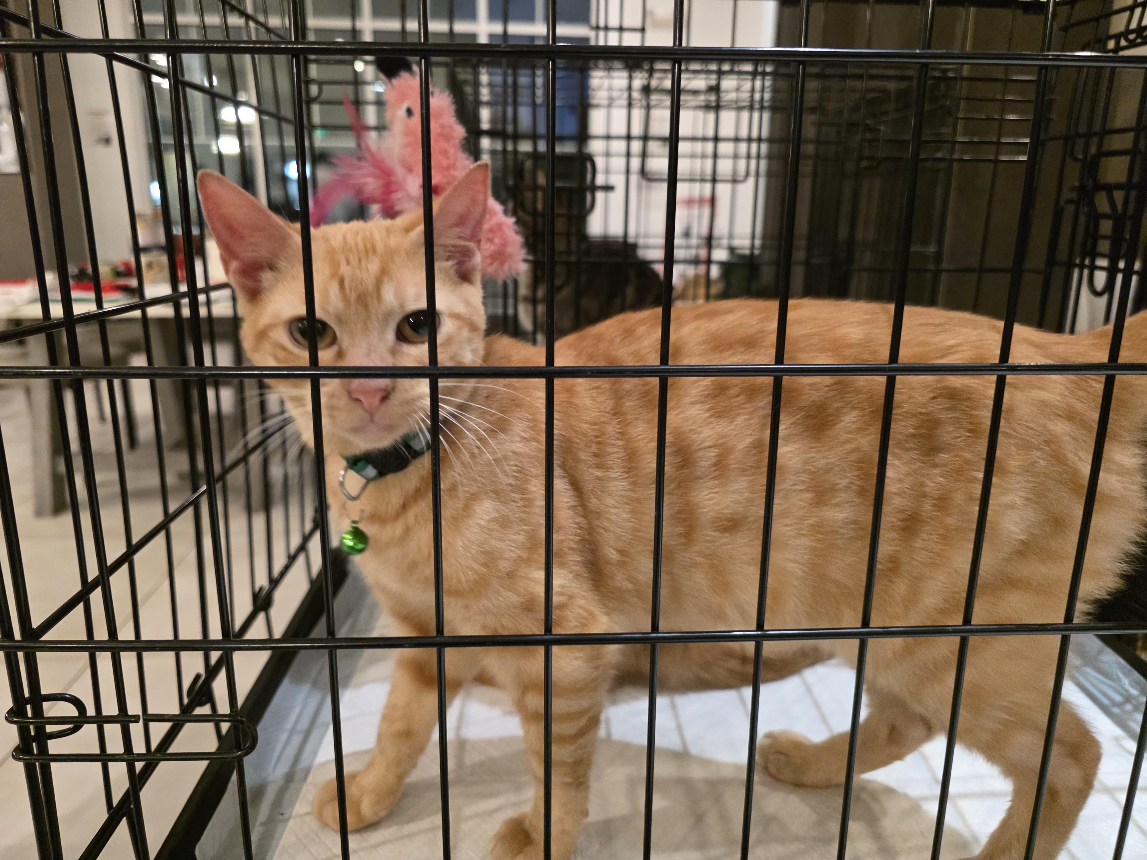 Darryl and Keyes, an adopted Tabby in Maitland, FL image 3/4