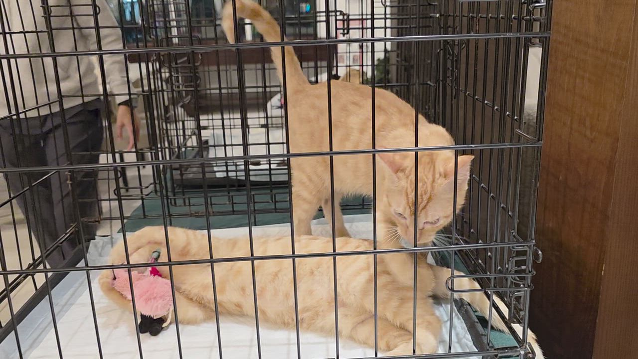 Enlarge Darryl and Keyes, an adopted Tabby in Maitland, FL video 4/4