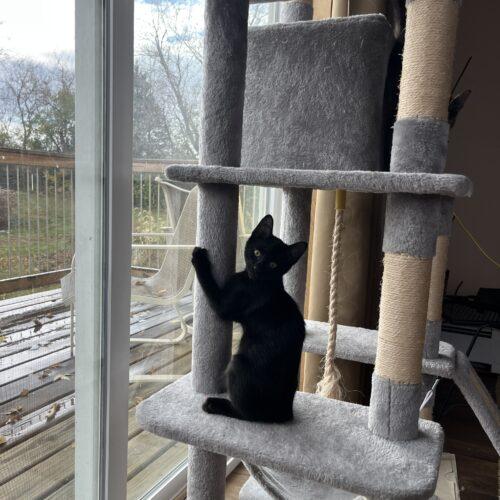 Rip, Adoptable, Young Male Domestic Short Hair.