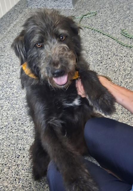 Enlarge Journey, a ADOPTABLE mixed breed in Gardiner, NY image 3/6