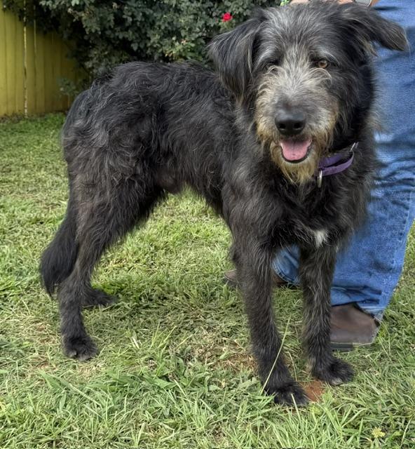 Enlarge Journey, a ADOPTABLE mixed breed in Gardiner, NY image 4/6