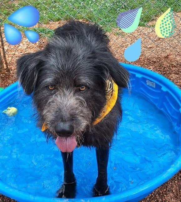 Enlarge Journey, a ADOPTABLE mixed breed in Gardiner, NY image 2/6