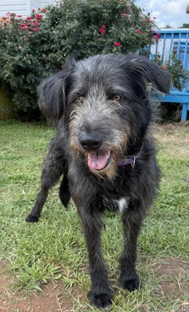 Enlarge Journey, a ADOPTABLE mixed breed in Gardiner, NY image 5/6