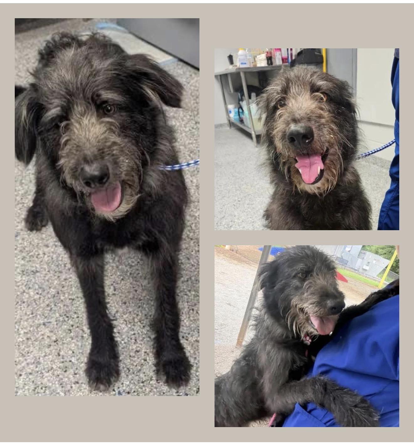 Journey, ADOPTABLE, Adult Male Irish Wolfhound & Labradoodle.