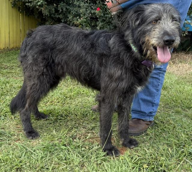 Enlarge Journey, a ADOPTABLE mixed breed in Gardiner, NY image 6/6
