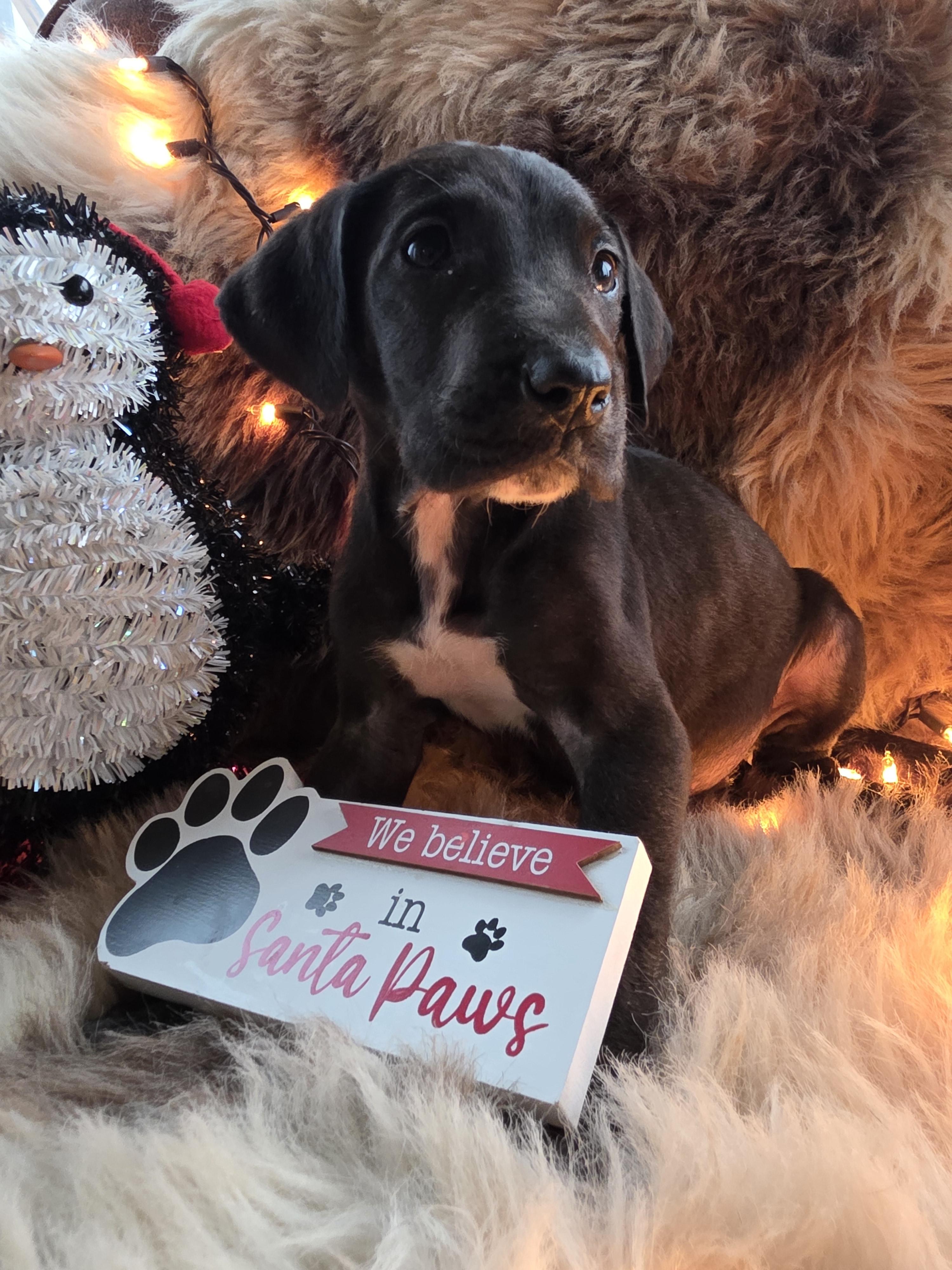 Etta, adopted, Puppy Female Great Dane.