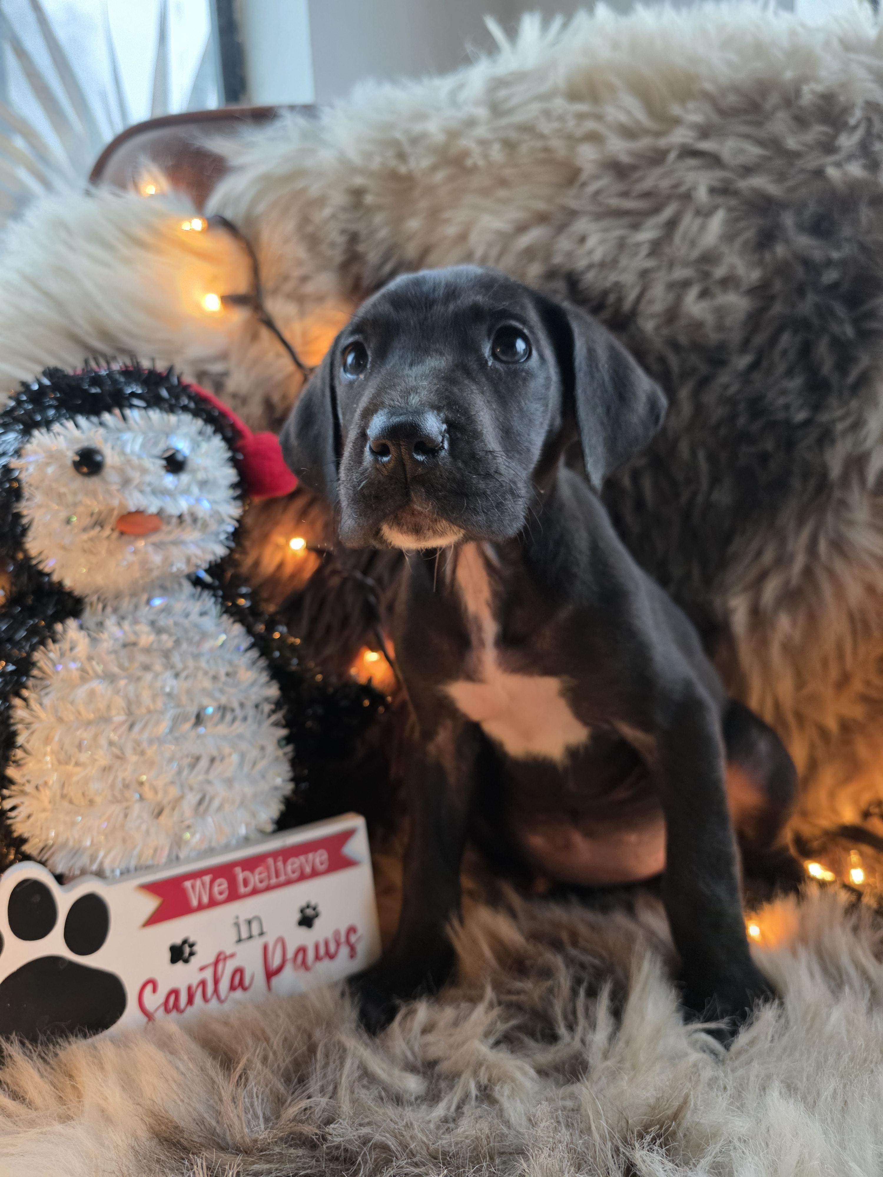 Etta, an adopted Great Dane in San Juan Bautista, CA image 2/2