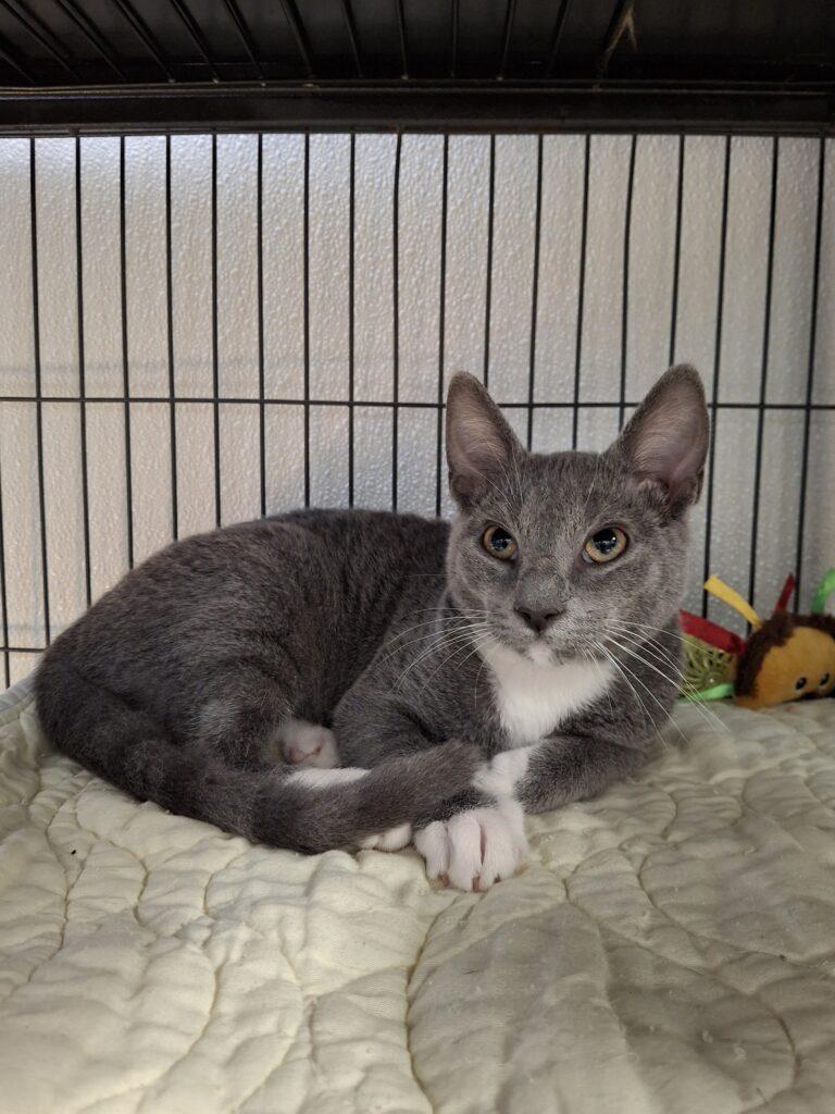 APOLLO, ADOPTABLE, Young Male Domestic Short Hair.