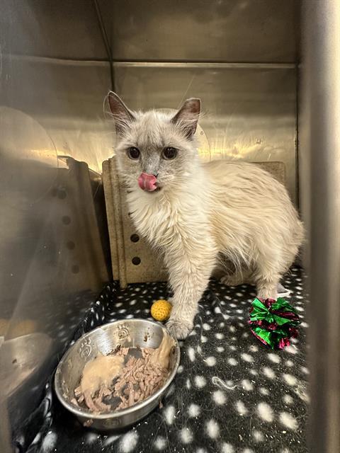 DAHLIA, Adoptable, Adult Female Domestic Long Hair.